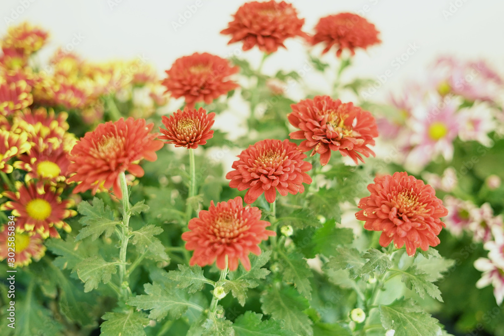 Bunch of beauty red chrysanthemum flowers Bunch of beauty red chrysanthemum flowers