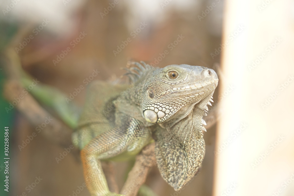 Fototapeta premium Proud iguana 