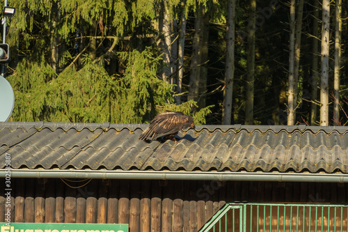 Greifvogelstation und Wildfreigehege Hellental