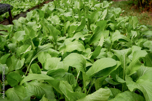 Lettuce field on salad farm © kwanbenz