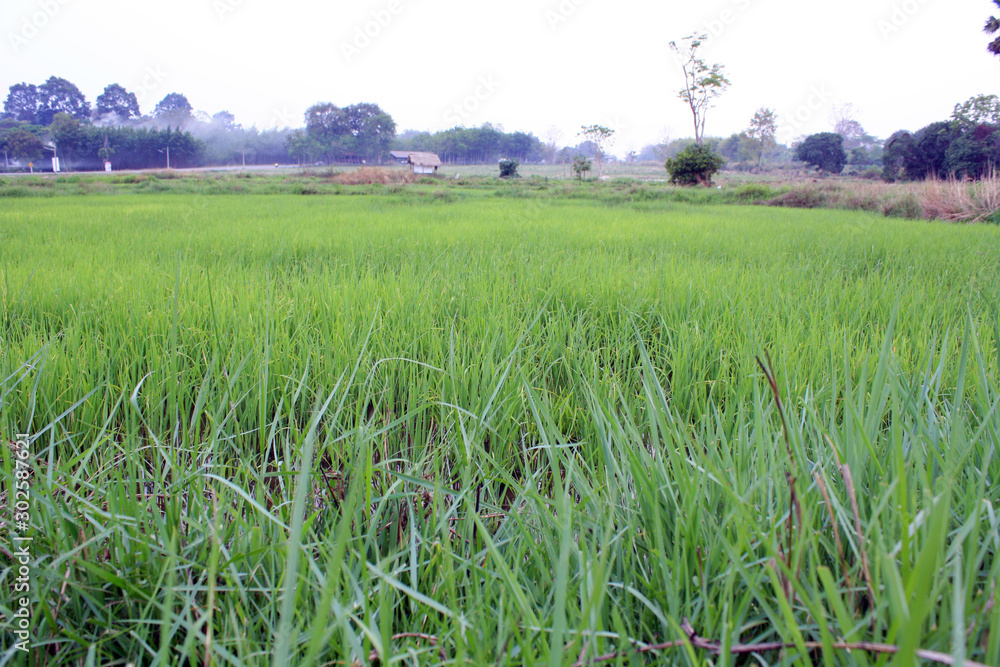 Fototapeta premium Green grass in the field