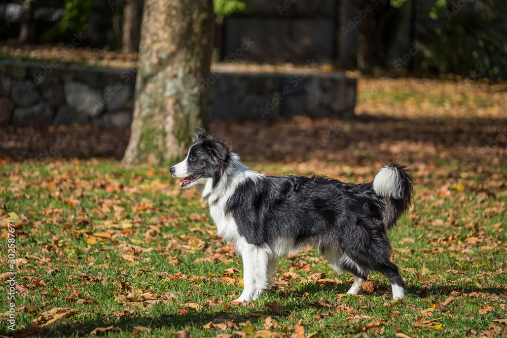 Obraz premium Black and white border collie