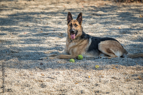Attentive German shepherd with tennis balls © CoreyOHara
