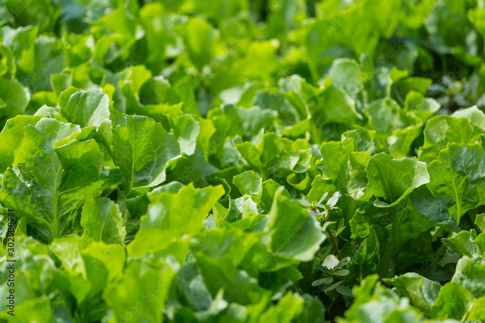Lettuce leaf in the greenhouse. Lettuce leaf in the greenhouse.