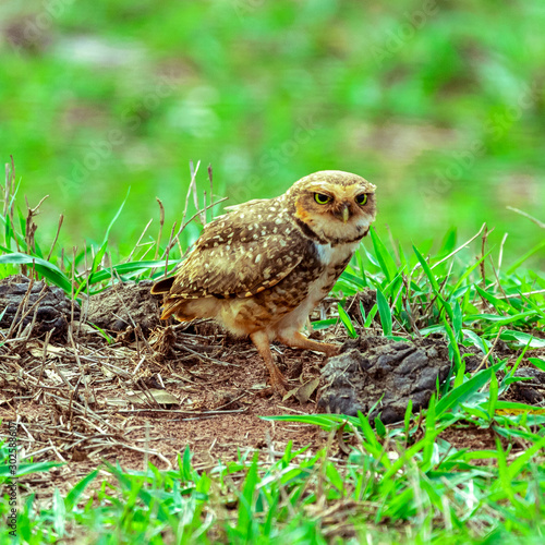 The Burrowing Owl, also called Field Caburet, Beach Owl, Field Owl, Miner , is called the "Burrowing Owl" for living in holes dug in the soil.