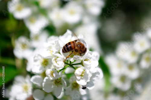 Пчела на цветке © Алексей Замащиков