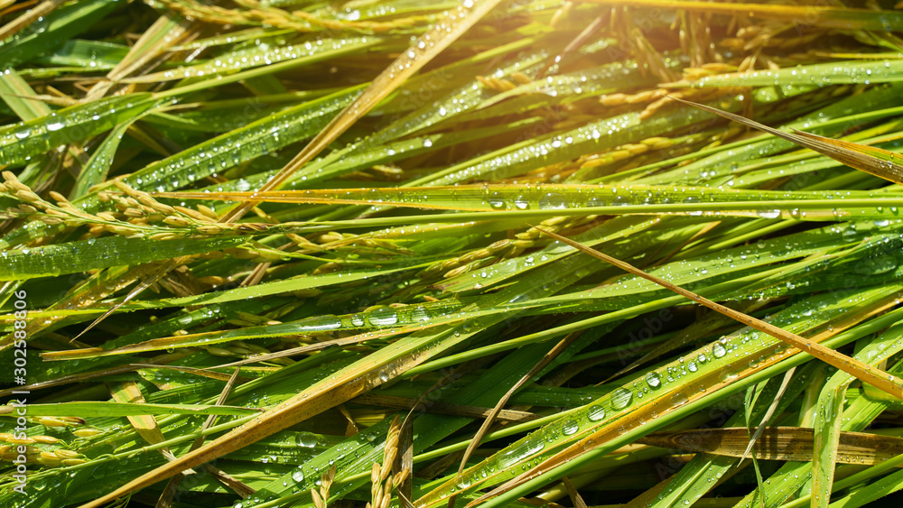 The grain and the leaves on the rice field with warm light in the morning. The grain and the leaves on the rice field with warm light in the morning.