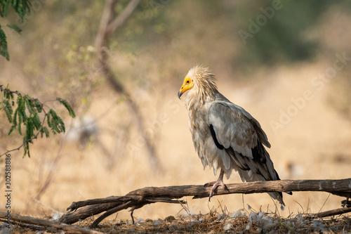 Принти на полотні Egyptian vulture or Neophron percnopterus perched on tree trunk with a beautiful