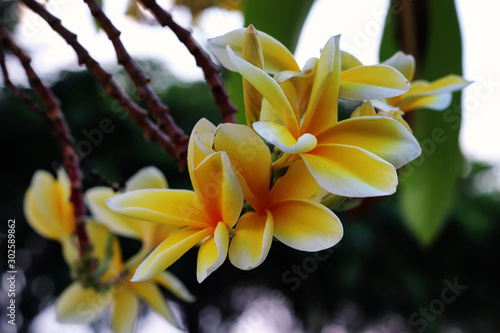 magnolia champaca or yellow cempaka or cempaka is a large evergreen green tree whose white or yellow flower