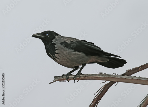 A Colombo crow (Corvus splendens) perched on a palm branch with eyelid shut
