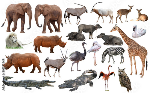 set of wild animals © kriangkrai