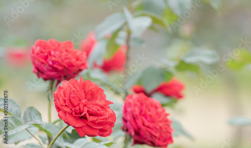 Close up selective focus beautiful blossom rose flowers in garden or fields  commercial planting rose flowers garden in Thailand with many colors