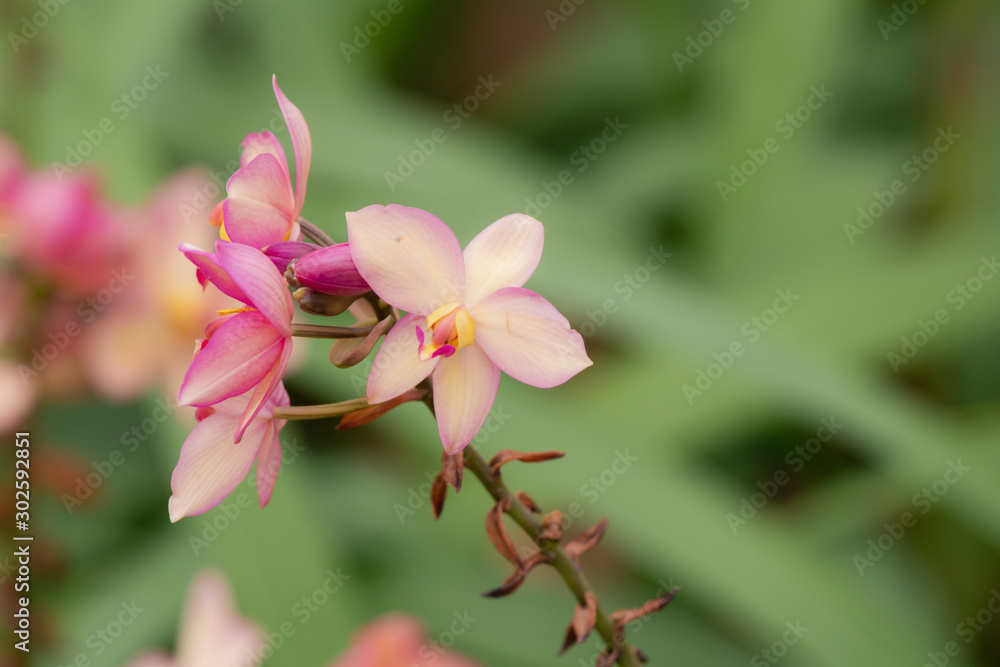 Selective focus close up Wild beautiful yellow ground Orchid ZSpathoglottis) blooming in the garden or park with copy space