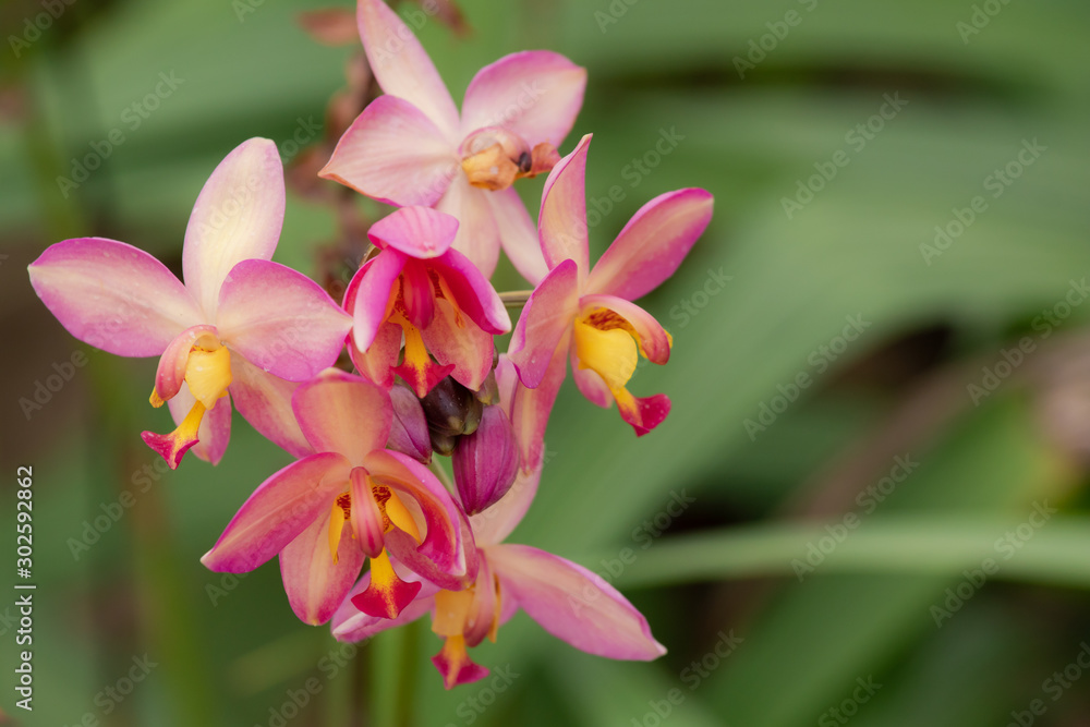 Selective focus close up Wild beautiful yellow ground Orchid ZSpathoglottis) blooming in the garden or park with copy space Selective focus close up Wild beautiful yellow ground Orchid ZSpathoglottis) blooming in the garden or park with copy space
