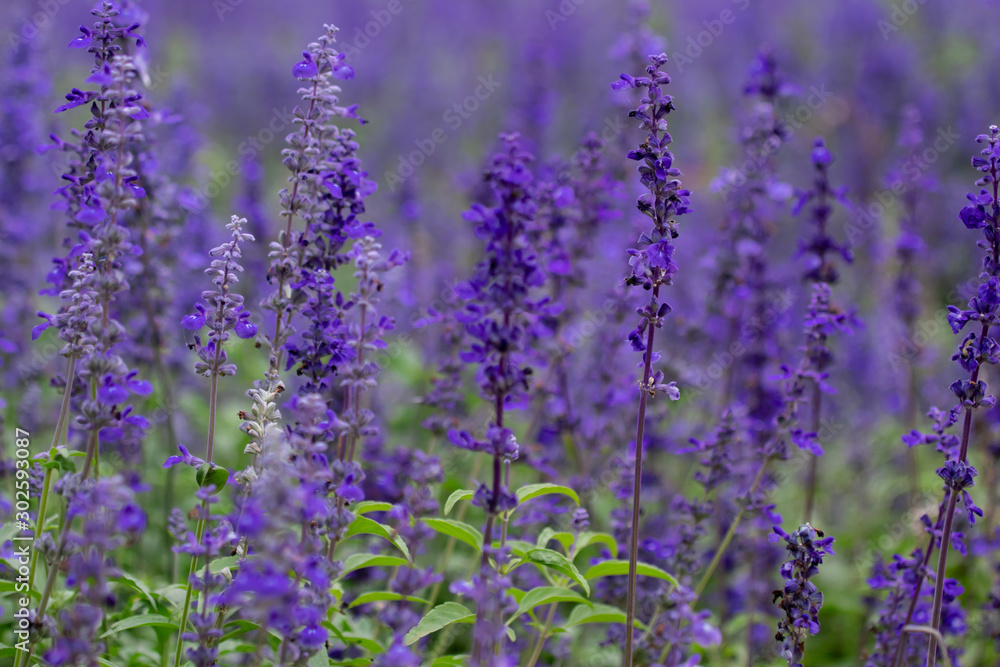 Selective focus close up beautiful purple lavender in the fields for wedding or beauty background Selective focus close up beautiful purple lavender in the fields for wedding or beauty background