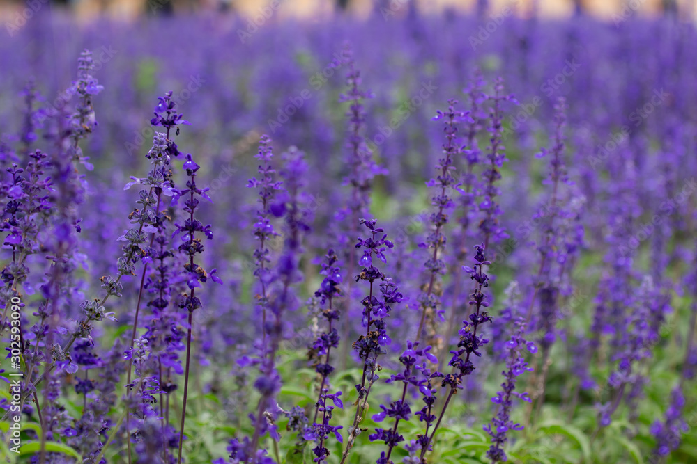 Selective focus close up beautiful purple lavender in the fields for wedding or beauty background Selective focus close up beautiful purple lavender in the fields for wedding or beauty background
