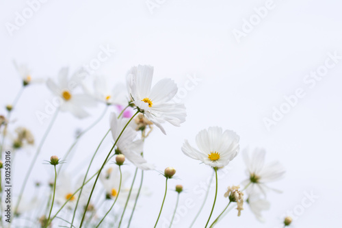 Beautiful soft selective focus pink and white cosmos flowers field with copy space photo