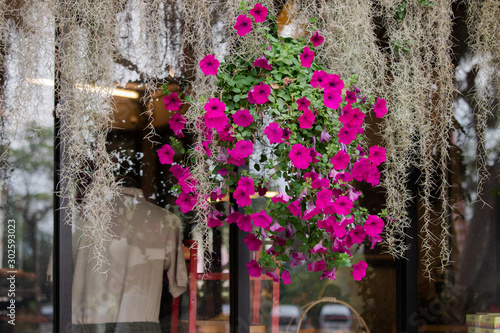 Fototapeta Naklejka Na Ścianę i Meble -  Beautiful fence or wall decoration background by colorful petunia flowers in pot