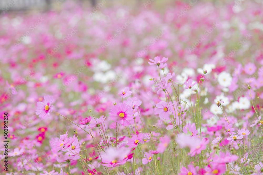 Beautiful soft selective focus pink and white cosmos flowers field with copy space Beautiful soft selective focus pink and white cosmos flowers field with copy space