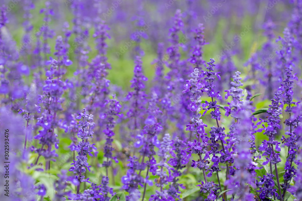 Fototapeta premium Selective focus close up beautiful purple lavender in the fields for wedding or beauty background