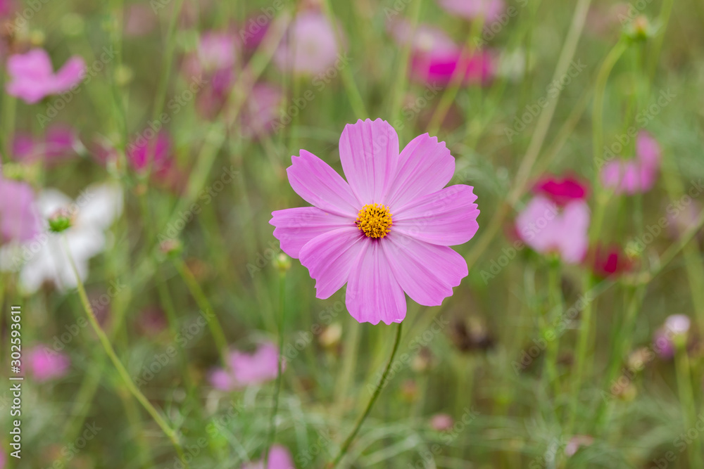 Beautiful soft selective focus pink and white cosmos flowers field with copy space Beautiful soft selective focus pink and white cosmos flowers field with copy space