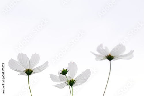 Beautiful soft selective focus pink and white cosmos flowers field with copy space