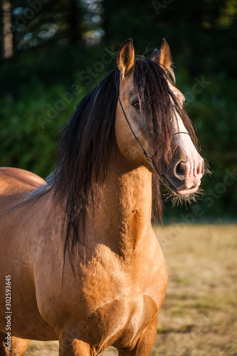 Amazing chestnut (brown with black mane) cart horse stallion posing freely in the paddock during summer time. Concepts: animal, free, equestrian, portrait © unicornamira