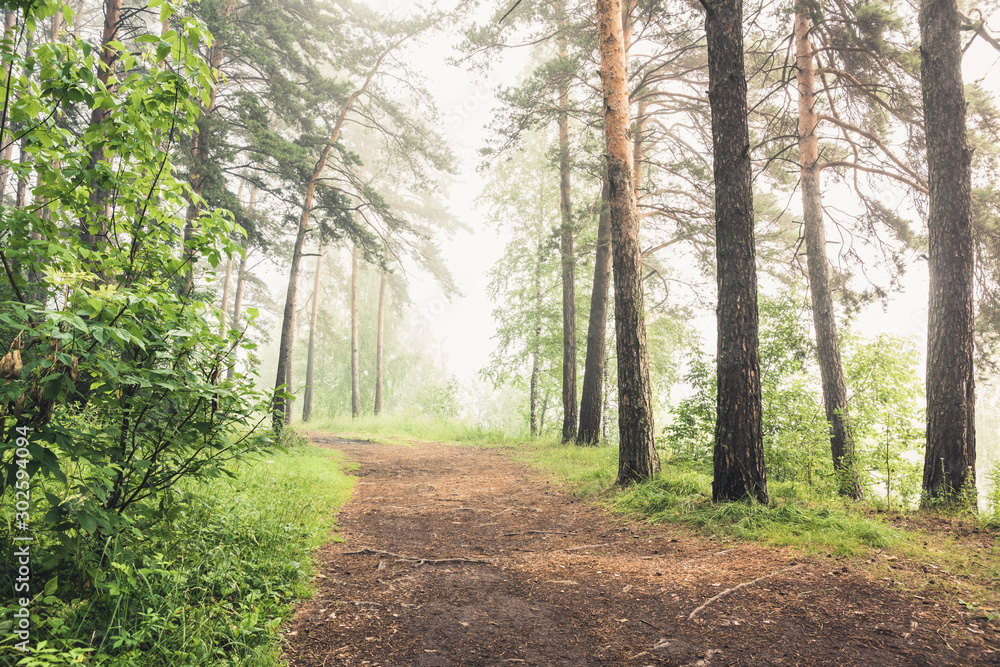 Obraz premium Beautiful summer forest with different trees in morning fog