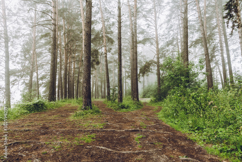 Beautiful summer forest with different trees in morning fog