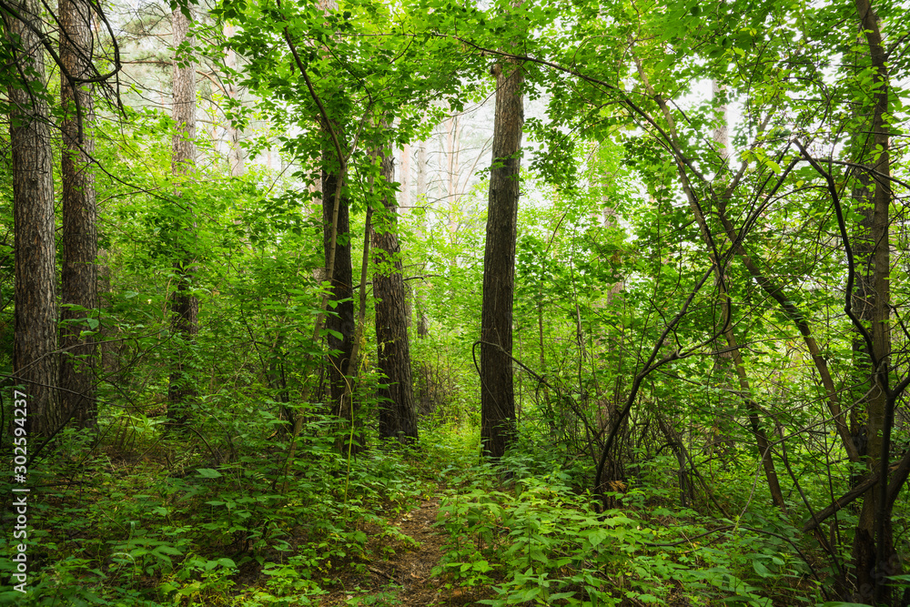 Naklejka premium Beautiful summer forest with different trees in morning fog