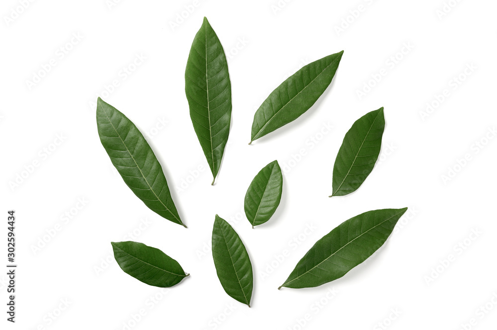 Set of green leaves isolated on white background.top view Set of green leaves isolated on white background.top view