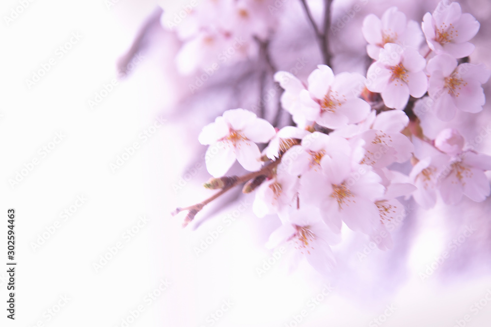 Blurry picture of cherry blossom on tree. Free copy space on left for text, design, wallpaper and background. Blurry picture of cherry blossom on tree. Free copy space on left for text, design, wallpaper and background.