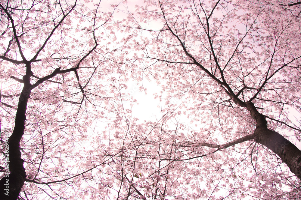 Warm eye view of Sakura cherry tree Warm eye view of Sakura cherry tree