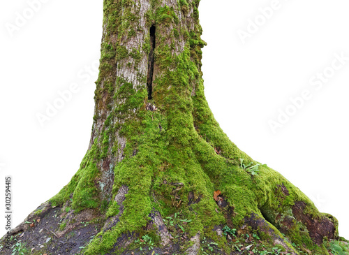 Rotten trunk of a centenary oak covered with green moss and lichen isolated