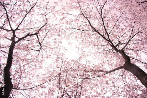 Warm eye view of Sakura cherry tree