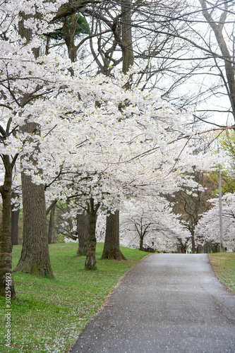 Photography Sakura cherry tree at park