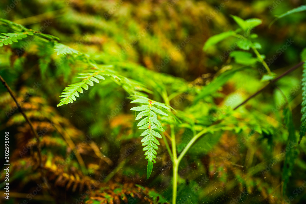 Beautiful fern leaves in the forest. Selective focus. Beautiful fern leaves in the forest. Selective focus.