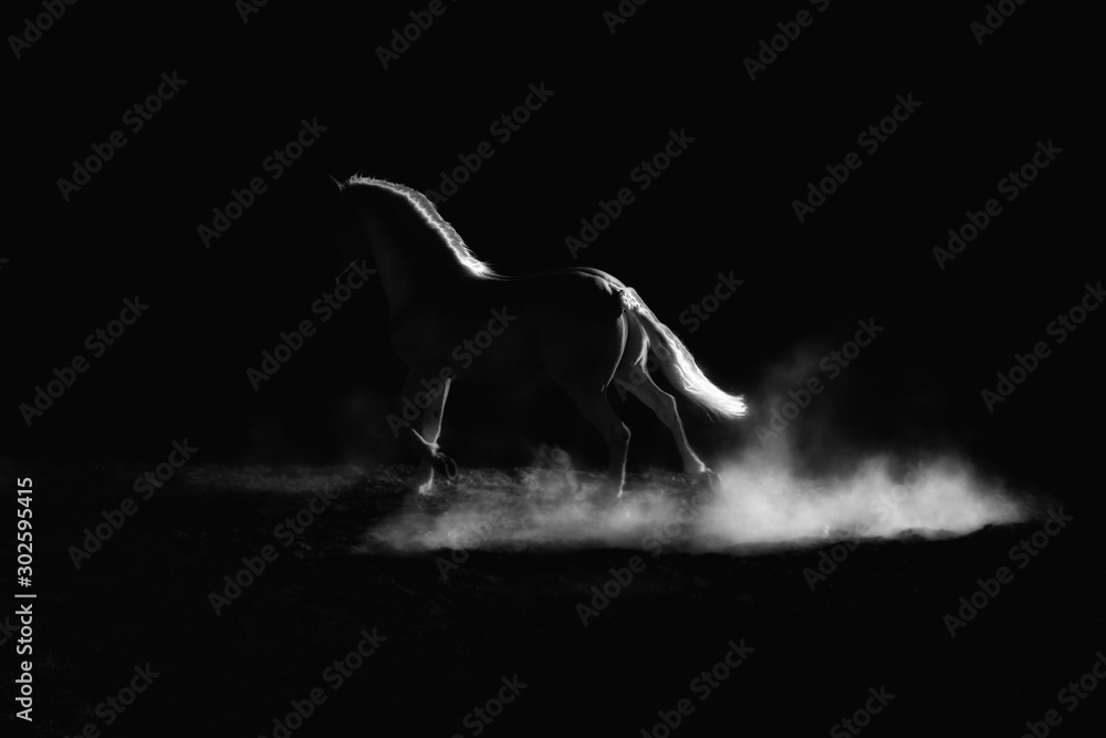 Fototapeta Highlighted outline of a running horse. Low key, black and white artistic image.