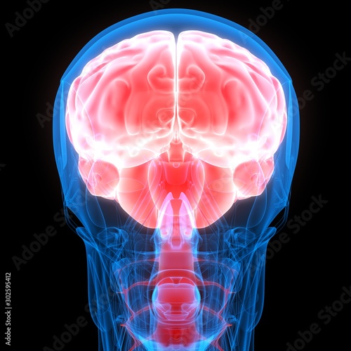 Human Internal Organ Brain with Nervous System Anatomy X-ray