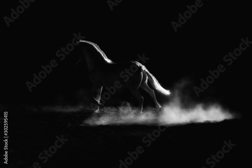 Fototapeta Highlighted outline of a running horse. Low key, black and white artistic image.