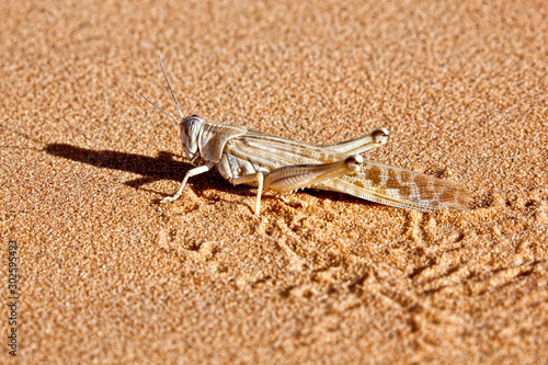 Locust in desert sand. photo