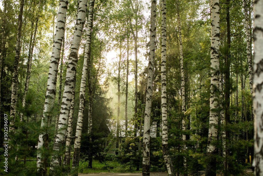 Fototapeta premium piękny jesienny las we mgle. Światło słoneczne