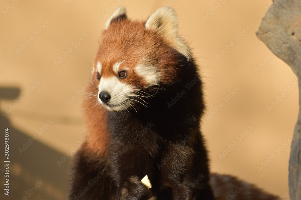 旭山動物園 レッサーパンダ 旭山動物園 レッサーパンダ