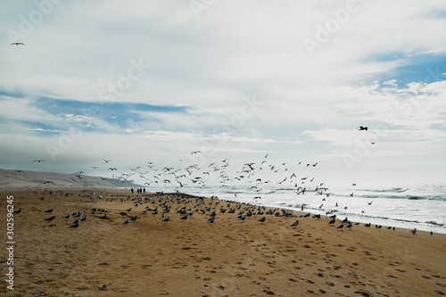 Sand beach, cloudy sky, and flock of birds. Seagulls flying away over the ocean