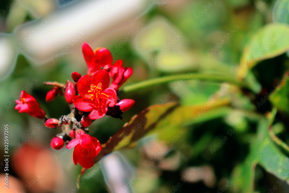 red flowers in the garden