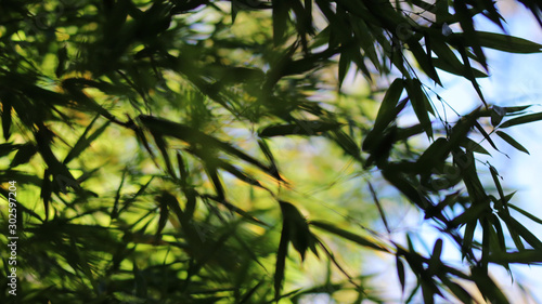 Bamboo leaves © Ash Thye