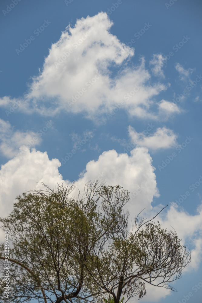 White clouds, blue sky and green tree tops image for background use with copy space White clouds, blue sky and green tree tops image for background use with copy space