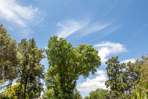 White clouds  blue sky and green tree tops image for background use with copy space