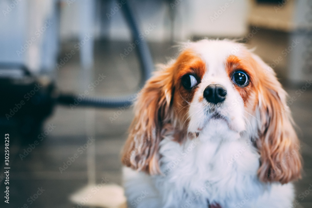Cavalier King Charles Spaniel At The Groomer