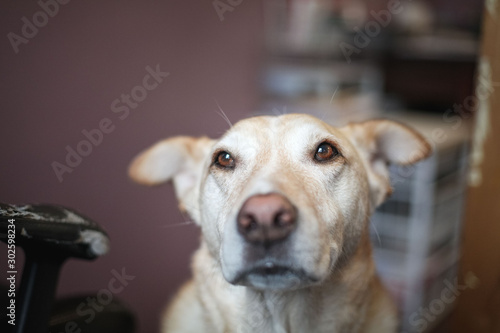 Portrait Of A Yellow Lab Looking At Camera